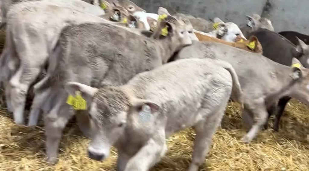 Charolais Heifer Calves