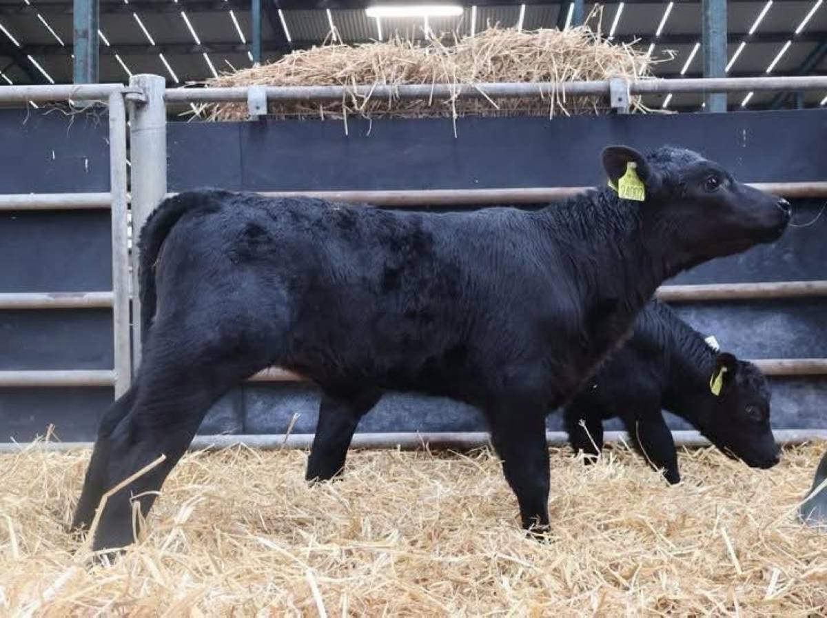 Premium Quality Angus Calves