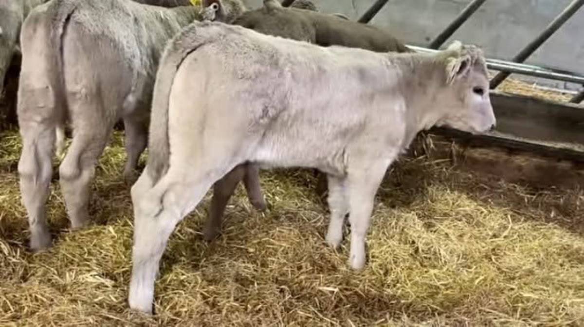 Charolais Heifer Calves
