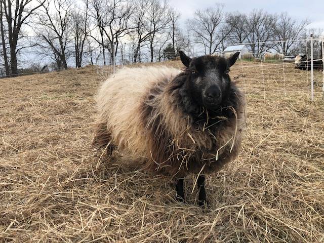 Ewes(Sheep)
