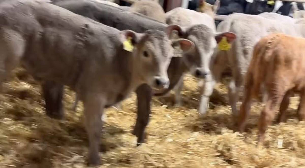 Charolais Heifer Calves
