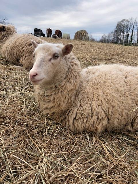 Ewes(Sheep)