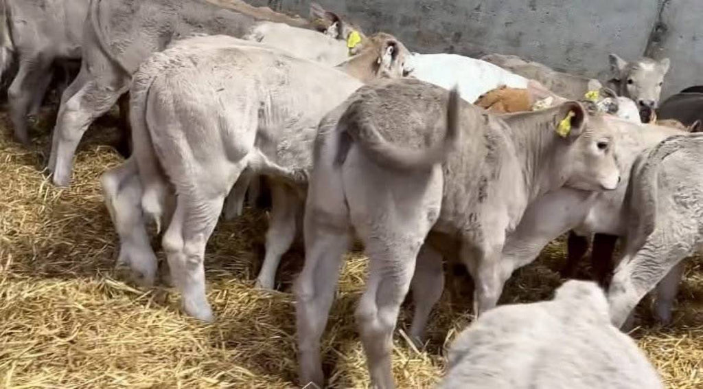 Charolais Heifer Calves
