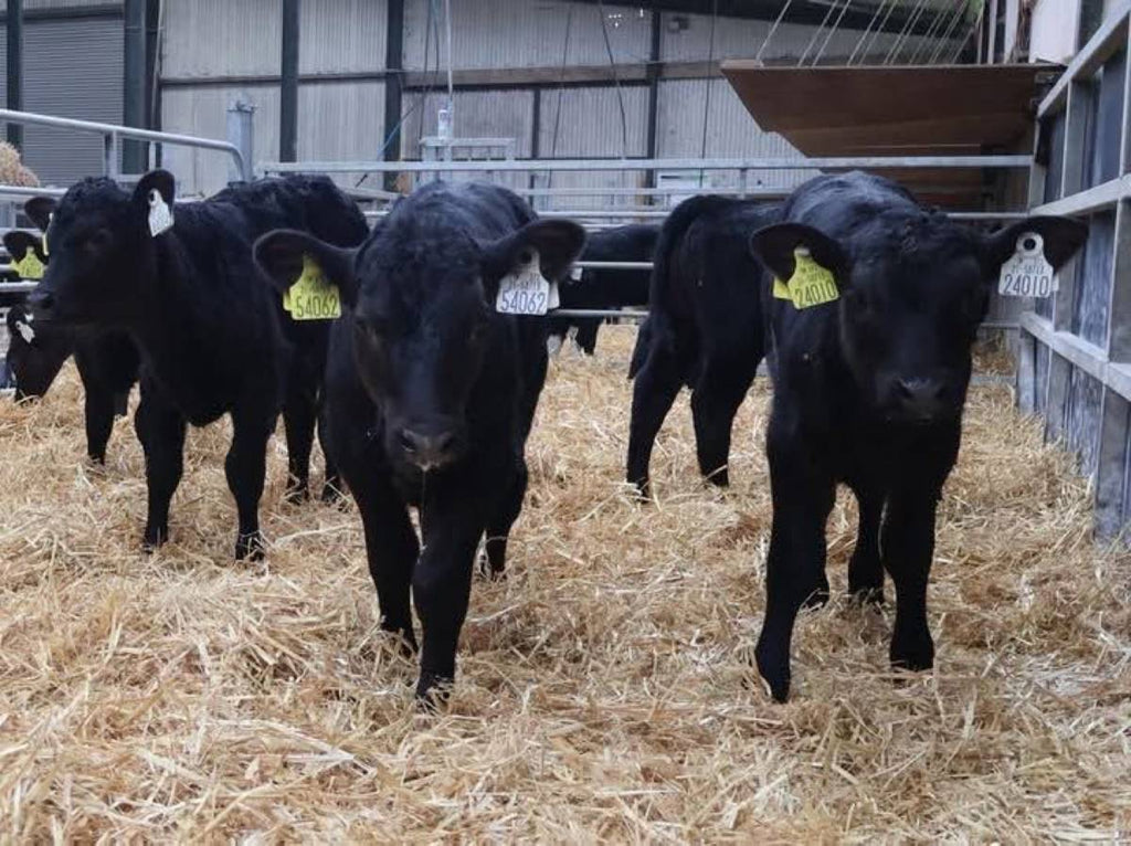 Premium Quality Angus Calves