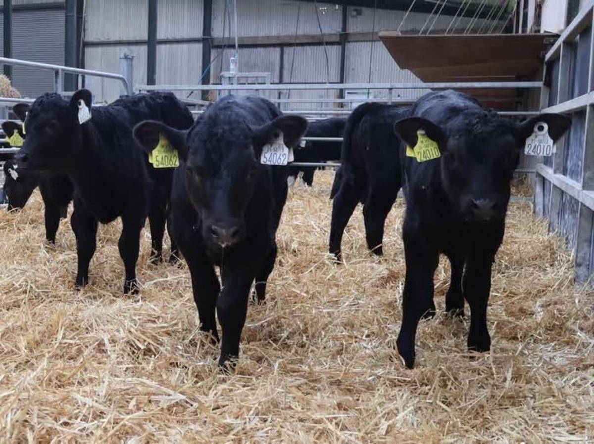Premium Quality Angus Calves