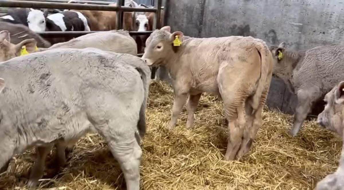 Charolais Heifer Calves