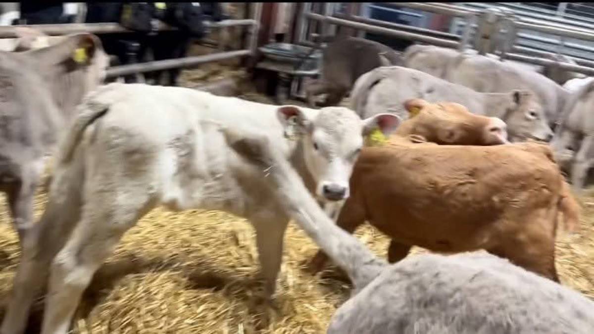 Charolais Heifer Calves