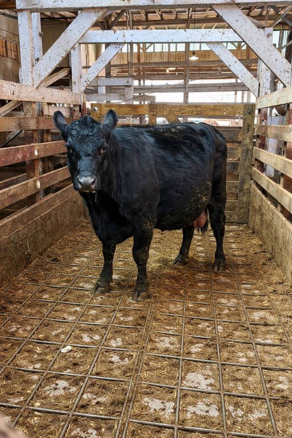 Twin Calves and Cow