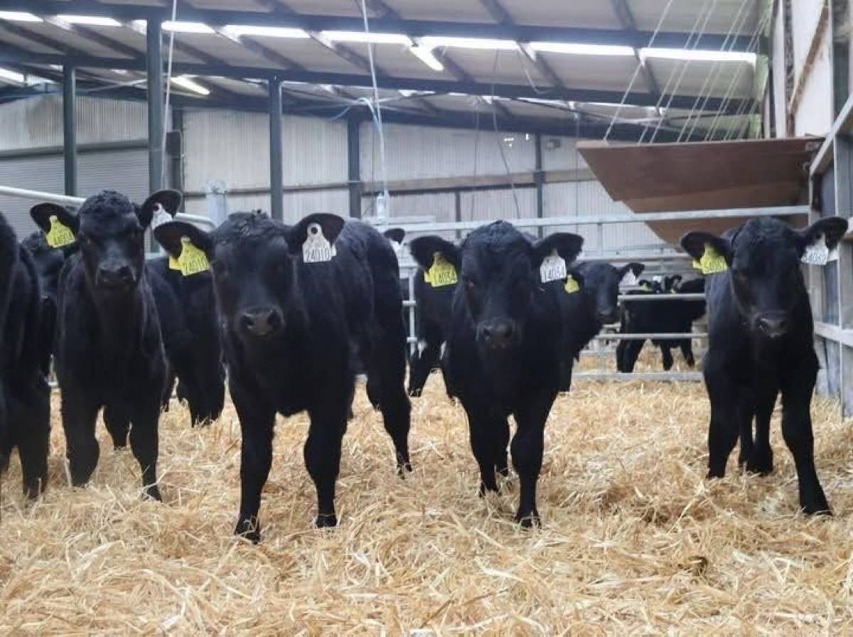 Premium Quality Angus Calves