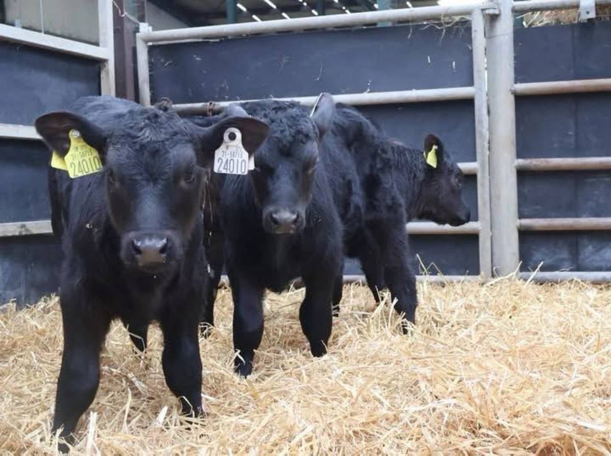Premium Quality Angus Calves
