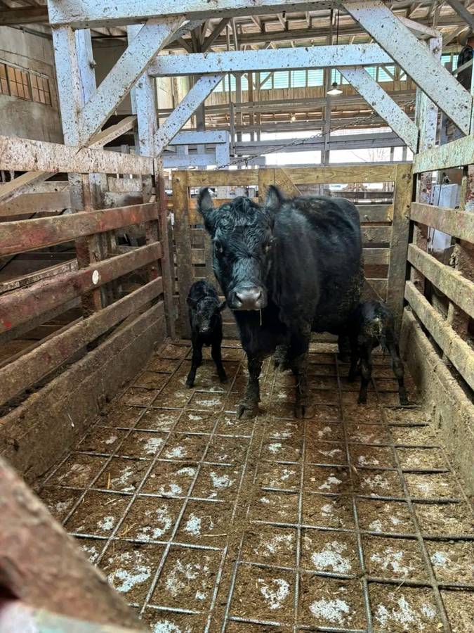 Twin Calves and Cow