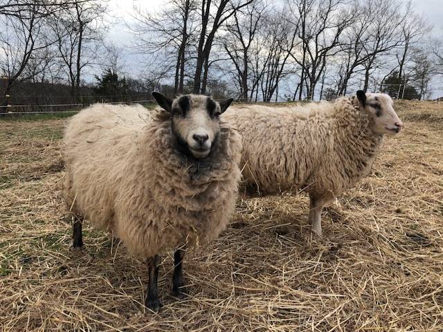 Ewes(Sheep)