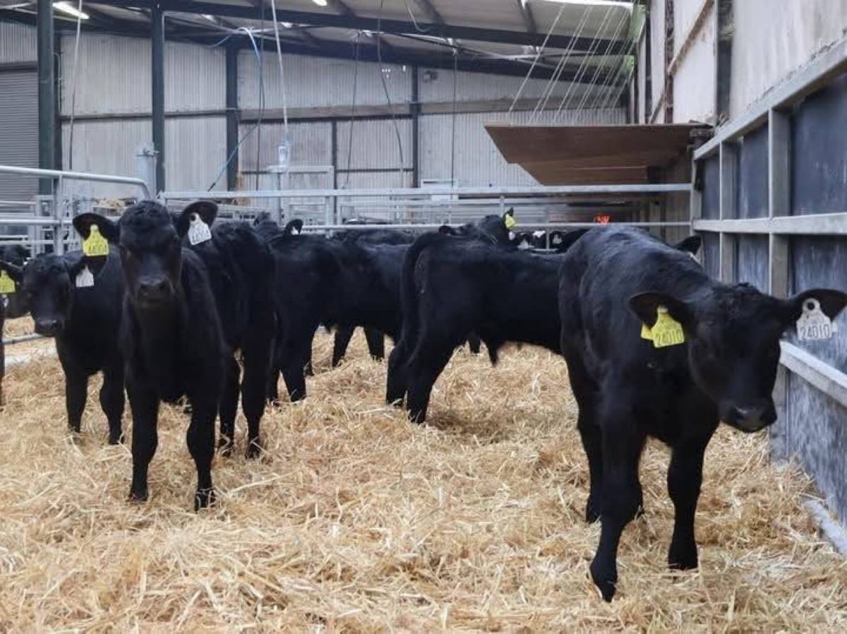 Premium Quality Angus Calves
