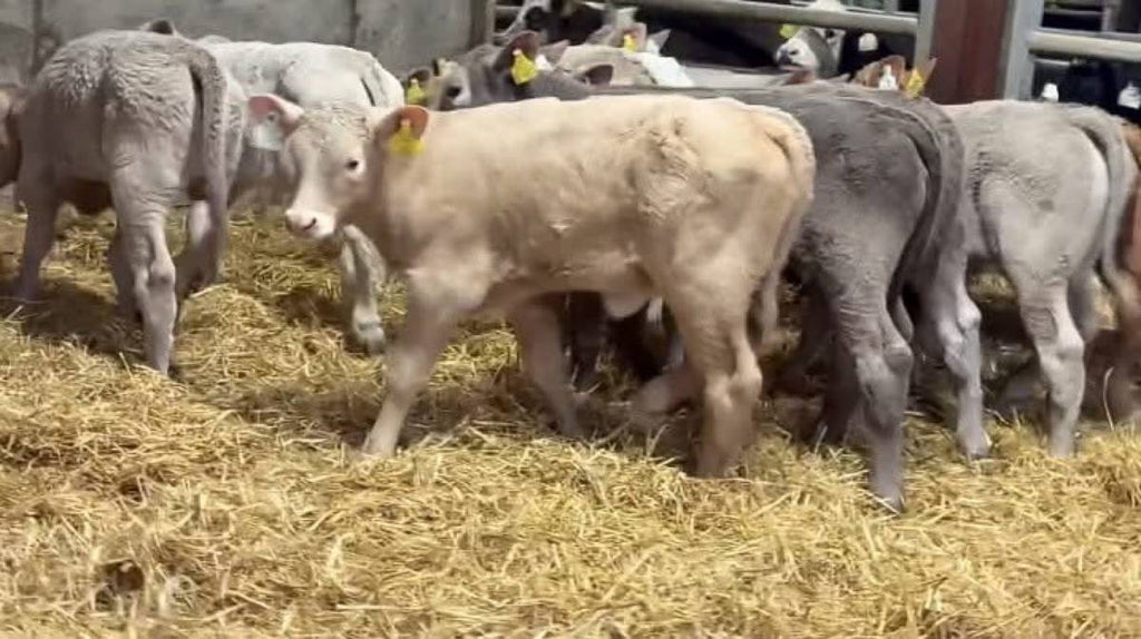 Charolais Heifer Calves