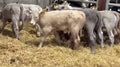 Charolais Heifer Calves