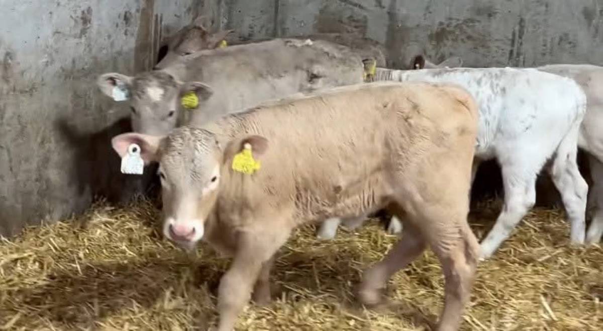 Charolais Heifer Calves