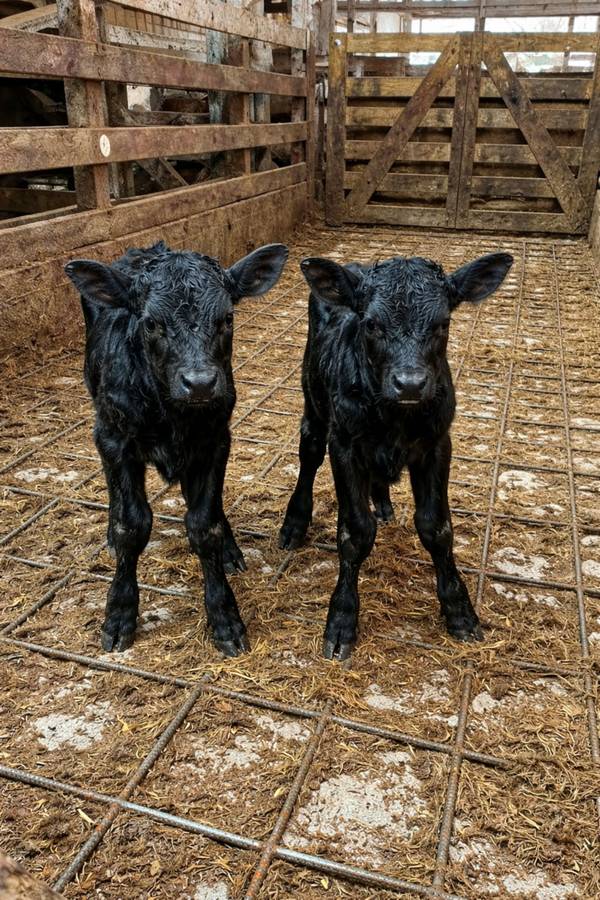 Twin Calves and Cow