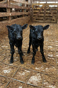 Twin Calves and Cow